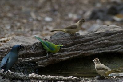 Close-up of birds perching on ground
