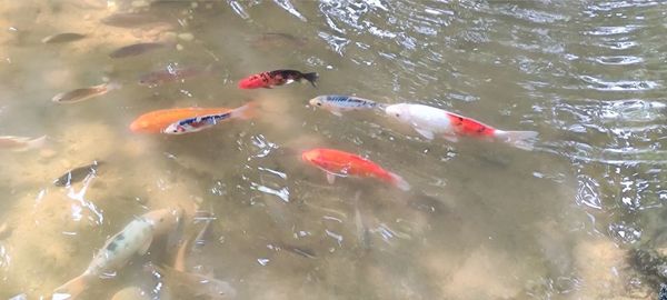 High angle view of koi carps swimming in lake