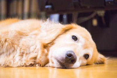 Portrait of golden retriever lying on floor at home