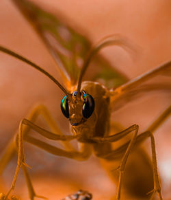 Close-up of insect