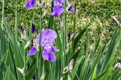 Close-up of purple iris flower on field