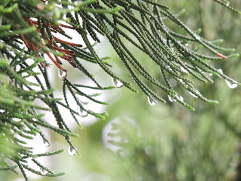 Close-up of raindrops on pine tree