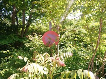 Low angle view of flowering plants in park