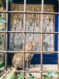 Portrait of cat sitting by window