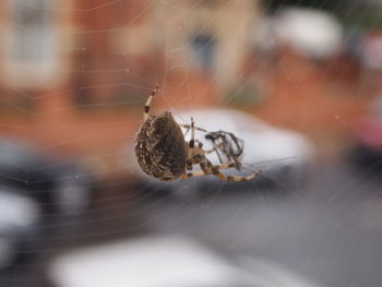 Close-up of spider on web