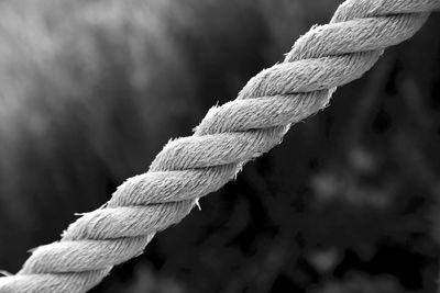 Close-up of plant against blurred background