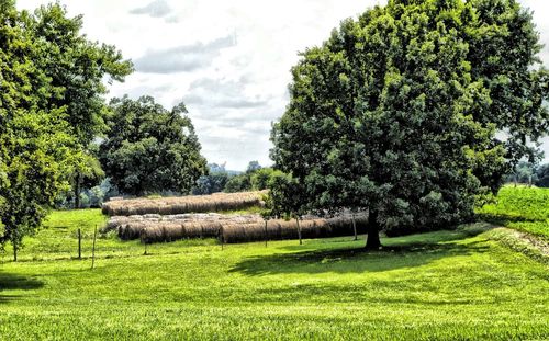 Trees on grassy field