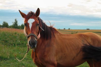 Horse standing on field against sky