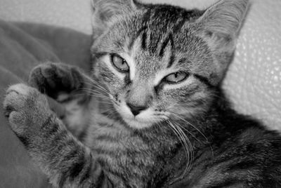 Close-up portrait of cat relaxing