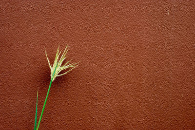 Close-up of plant against wall