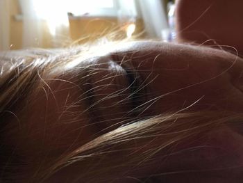 Close-up of white head