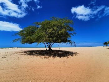 Tree on sand against sky