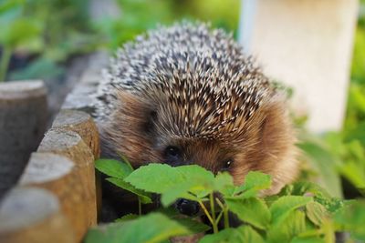 Close-up of lizard on plant