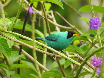 Close-up of bird perching on flower