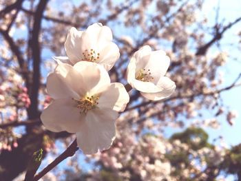 Close-up of white flowers on tree