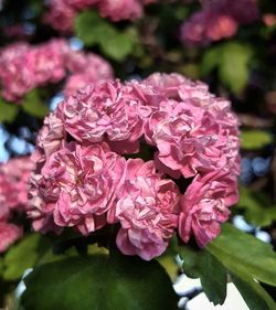 Close-up of pink flowers