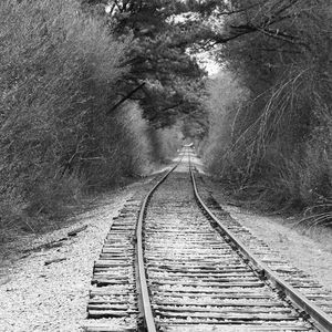 Railroad tracks in forest