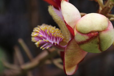 Close-up of pink flowering plant