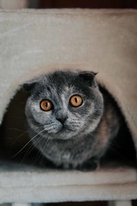 Close-up portrait of cat