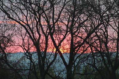 Low angle view of silhouette trees against sky at sunset