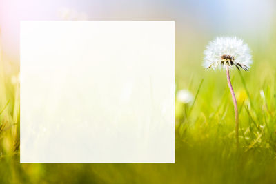 Close-up of white flower on field