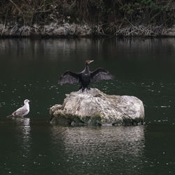 Swans swimming in lake