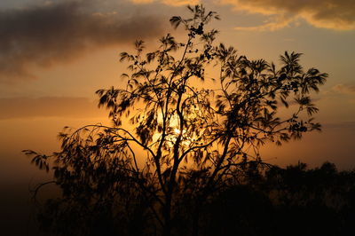 Silhouette tree against sky during sunset