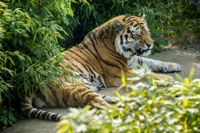 Tiger relaxing by plants