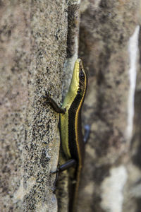 Close-up of insect on tree trunk