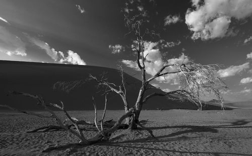 Plants on beach against sky