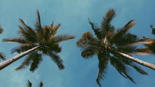 Low angle view of palm tree against sky