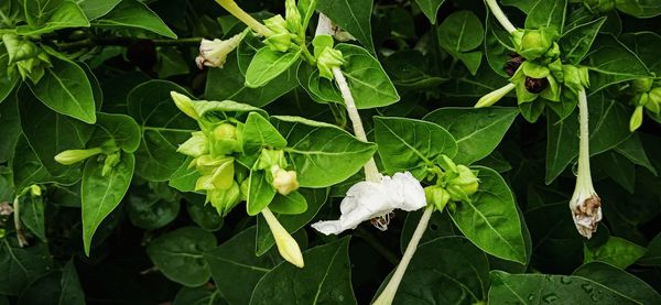 Close-up of white flowering plant