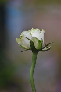 Close-up of rose bud