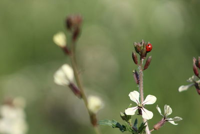 Close-up of red flowering plant