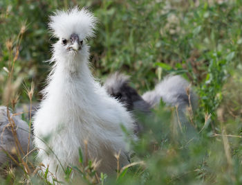 Close-up of silkie roosters on grassy field