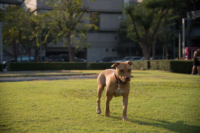 Portrait of dog standing on field