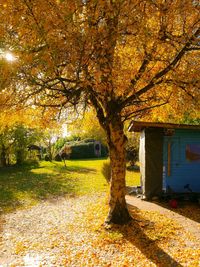 Trees in park during autumn