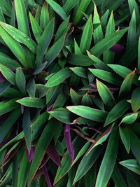 Full frame shot of plants