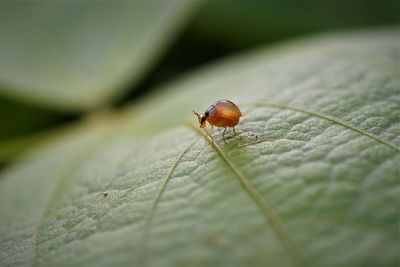 Close-up of smooth spider beetle on leaf