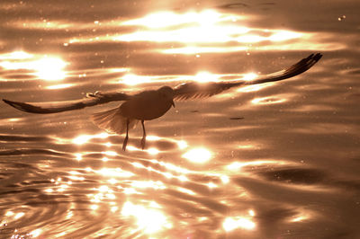 Close-up of swan in water at sunset