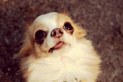 Close-up portrait of dog