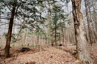 View of trees in forest