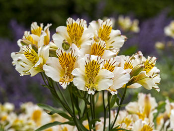 Close-up of white flowering plants