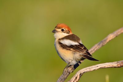 Close-up of bird perching on branch