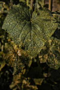 Close-up of dry leaf on field