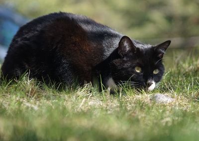 Black cat lying on grass