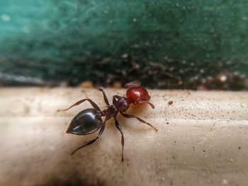 Close-up of spider