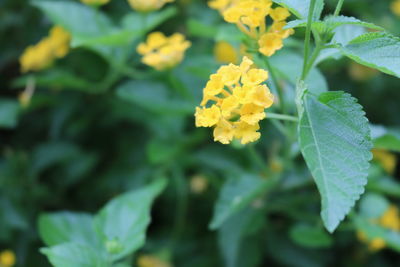 Close-up of yellow flowering plant