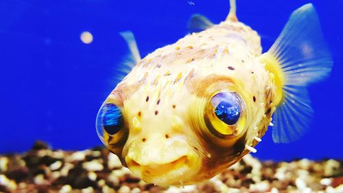 Close-up of fish underwater