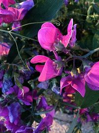 Close-up of pink flowers blooming outdoors